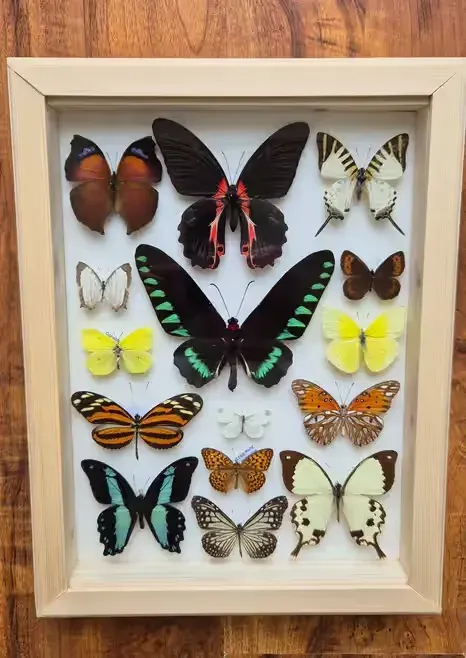 Gablotka motyle Trogonoptera Papilio Heliconius i inne na ścianę — praca twórcy rekin320 na Freshwall Marketplace