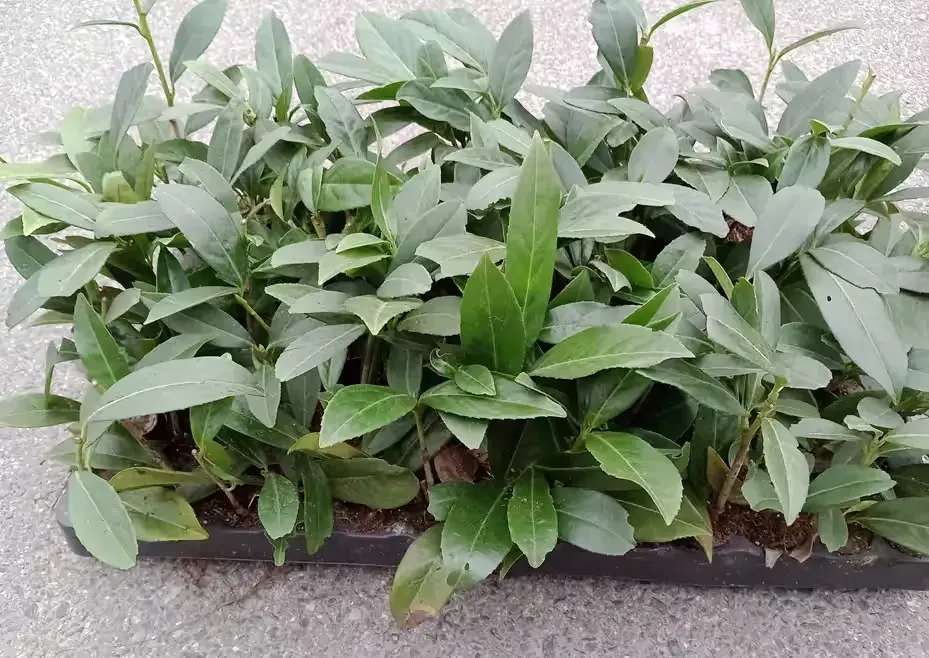 laurowiśnia Caucasica Gajo, Novita ,Marbled White — praca twórcy Thuja na Freshwall Marketplace