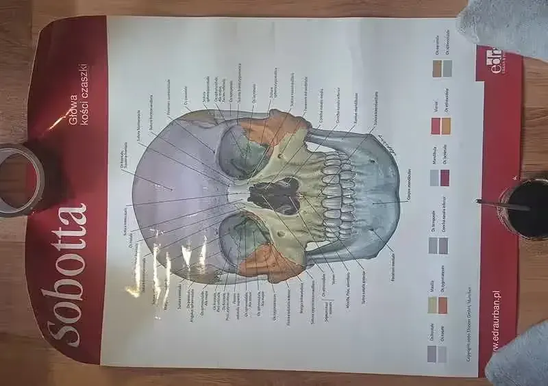 plakat medyczny anatomia Sobotta — praca twórcy Popiołolis na Freshwall Marketplace