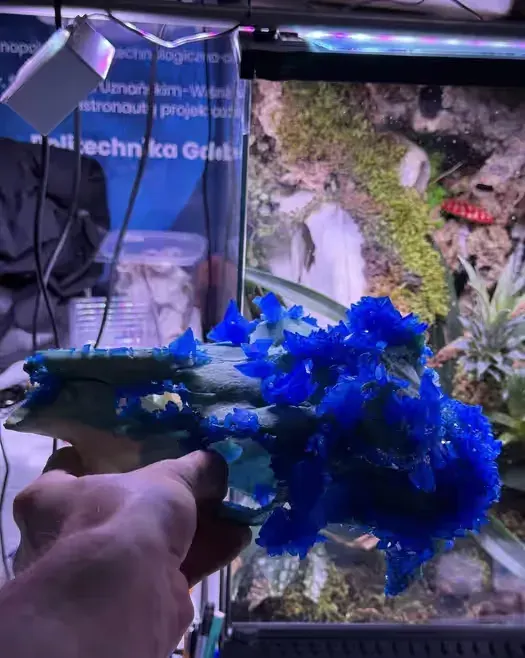 Czaszka z kryształami art natural drco kryształy kamyczki eksponat — praca twórcy GeckoForge na Freshwall Marketplace