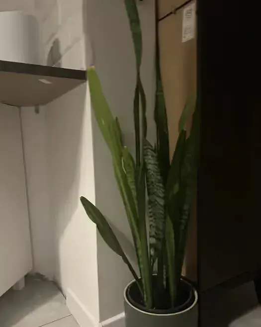 Kwiat sensaveria duzy Ok 70cm — praca twórcy ola.my na Freshwall Marketplace