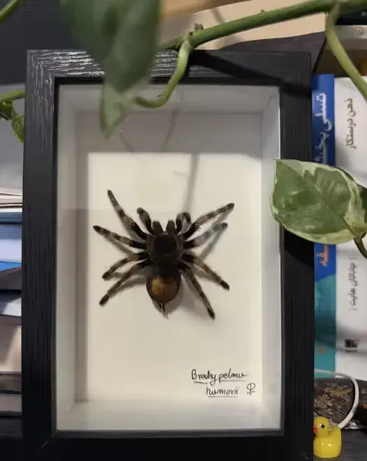 Ptasznik rzadki eksponat prepeart w ramce Brachypelma Hamorii — praca twórcy GeckoForge na Freshwall Marketplace
