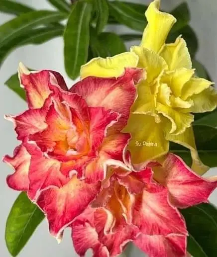 Adenium Obesum szczepiona roślina — praca twórcy Sylwia N. na Freshwall Marketplace