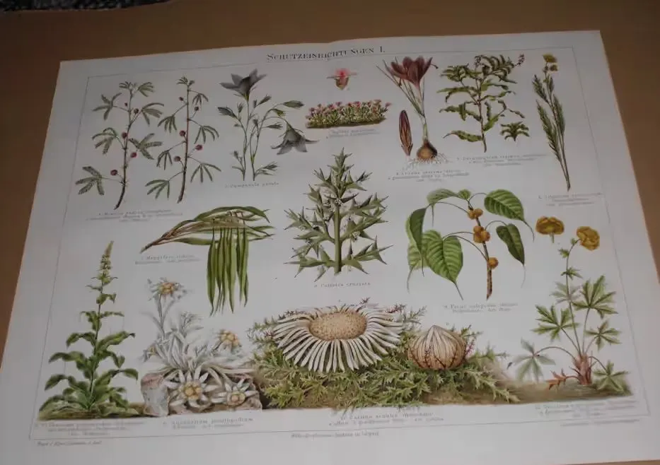 Kwiaty - Botanika   oryginalna  XIX w.  chromolitografia — praca twórcy Stanisław P. na Freshwall Marketplace