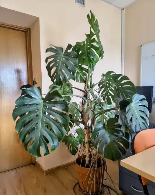 Monstera Deliciosa w donicy 180 cm 19 liści — praca twórcy Eliza na Freshwall Marketplace