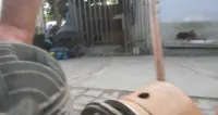 antyki wyprzedaż kolekcji glebogryzarka — ujęcie 2