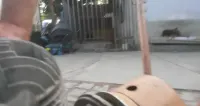 antyki wyprzedaż kolekcji glebogryzarka — ujęcie 2