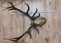 Poroże jelenia 5,5 kg — ujęcie 3