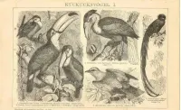 Oryginalna XIX w. grafika  Ptaki — ujęcie 2