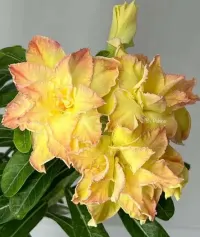 Adenium Obesum szczepiona roślina — ujęcie 2