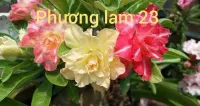Adenium Obesum szczepiona roślina — ujęcie 3