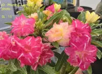 Adenium Obesum szczepiona roślina — ujęcie 4