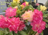 Adenium Obesum szczepiona roślina — ujęcie 4