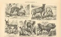 Oryginalna XIX w. grafika  Antylopy — ujęcie 2