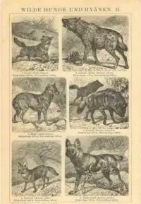 Oryginalna XIX w. grafika  Drapieżniki — ujęcie 2