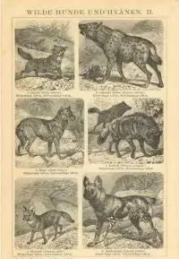 Oryginalna XIX w. grafika  Drapieżniki — ujęcie 2