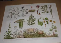 Kwiaty - Botanika   oryginalna  XIX w.  chromolitografia — ujęcie 2