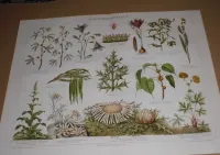 Kwiaty - Botanika   oryginalna  XIX w.  chromolitografia — ujęcie 2