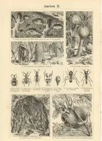 Oryginalna XIX w. grafika Mrówki — ujęcie 2