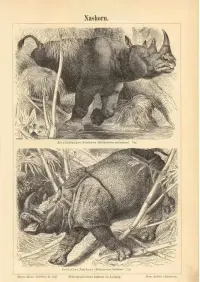 Oryginalna XIX w. grafika  Nosorożce — ujęcie 2