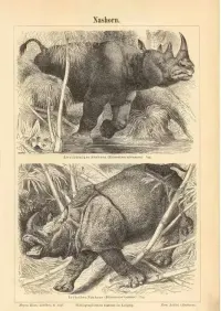 Oryginalna XIX w. grafika  Nosorożce — ujęcie 2