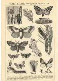 Oryginalna XIX w. grafika  Owady - Chrząszcze — ujęcie 2