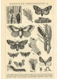 Oryginalna XIX w. grafika  Owady - Chrząszcze — ujęcie 2
