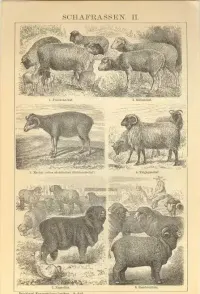 Oryginalna XIX w. grafika  Owce - Rasy — ujęcie 2