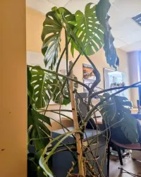 Monstera Deliciosa w donicy 180 cm 19 liści — ujęcie 2