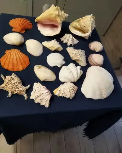 Kolekcja egzotycznych muszli — praca Joanna, Lublin