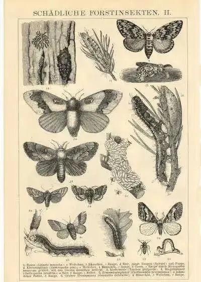 Oryginalna XIX w. grafika  Owady - Chrząszcze — praca Stare grafiki, Wrocław