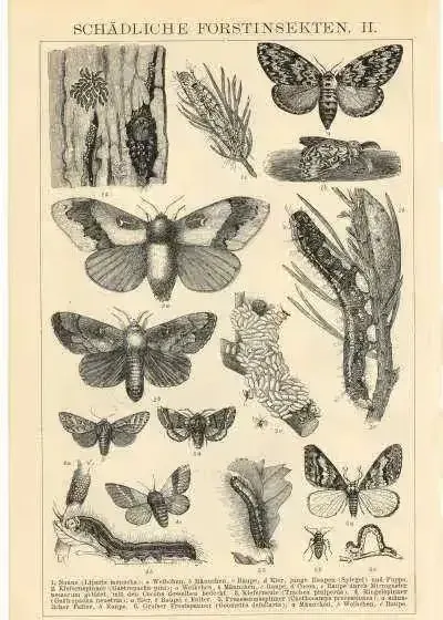 Oryginalna XIX w. grafika  Owady - Chrząszcze — praca Stare grafiki, Wrocław