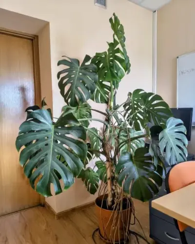 Monstera Deliciosa w donicy 180 cm 19 liści — praca Eliza, Katowice